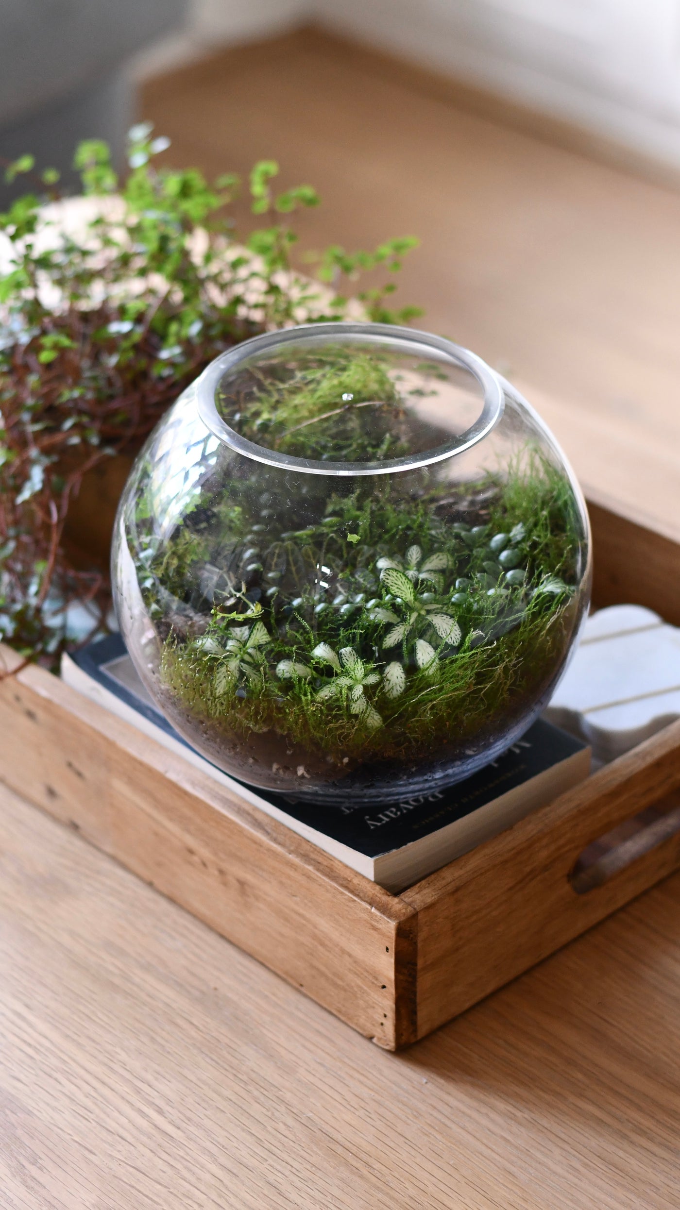 Happy Houseplants Terrarium Kit