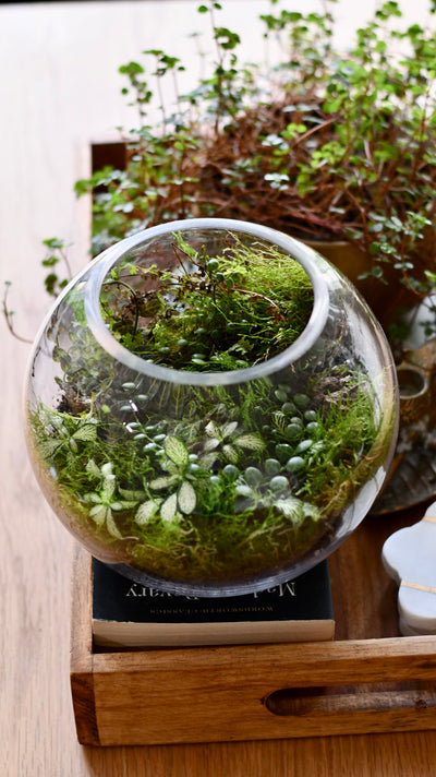 Happy Houseplants Terrarium Kit