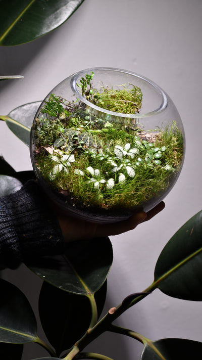 Happy Houseplants Terrarium Kit