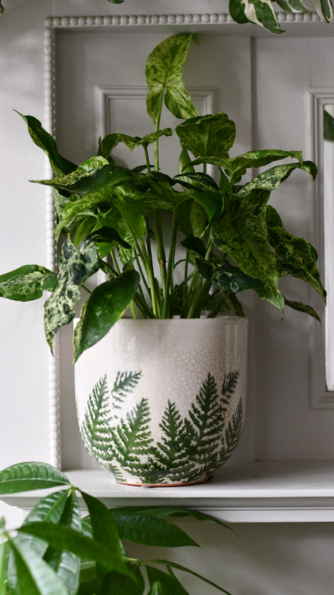 Veneto Printed Fern Planter 16cm