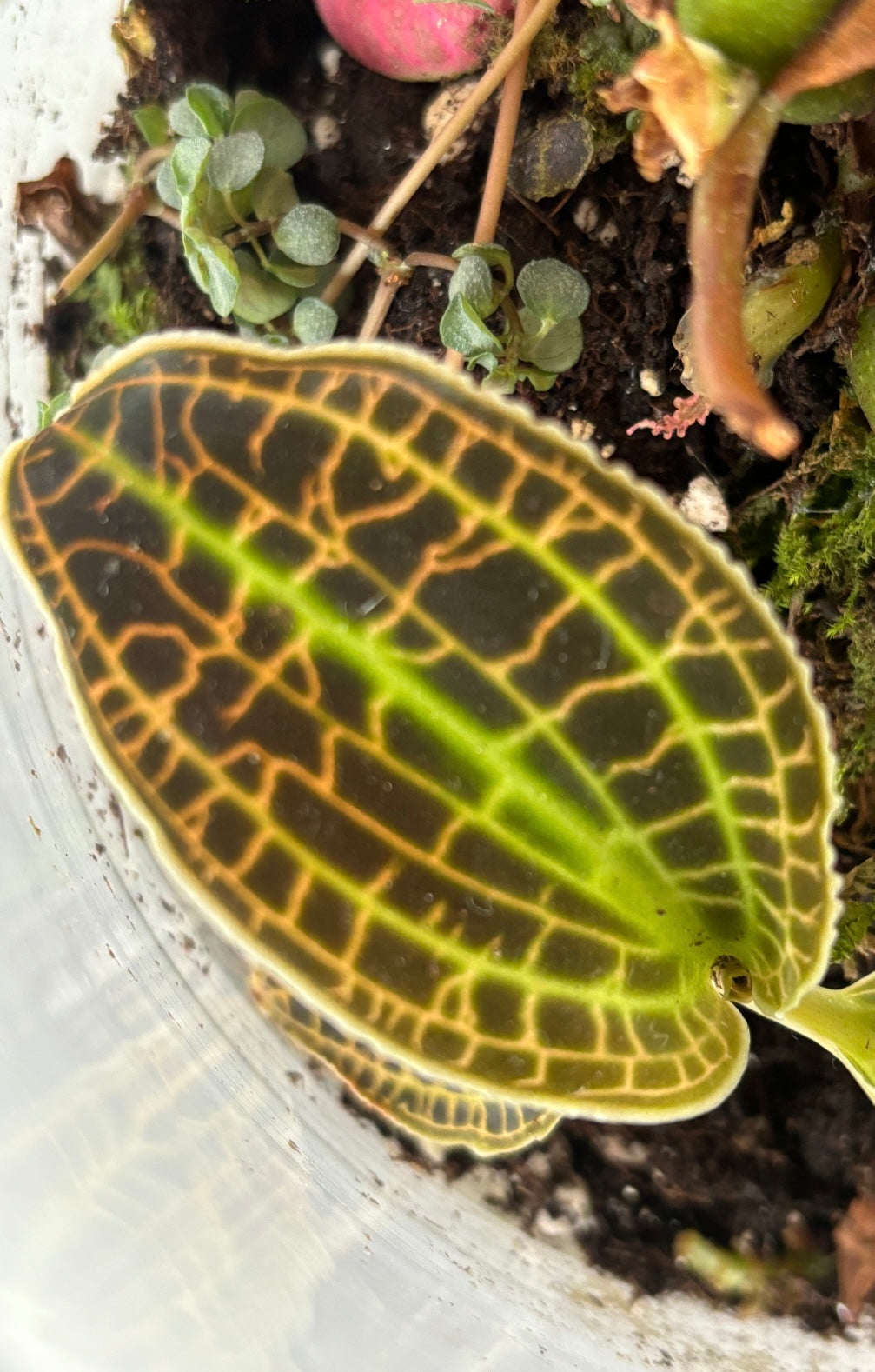 Macodes Petola (Jewel Orchid)