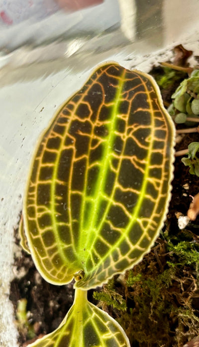 Macodes Petola (Jewel Orchid)