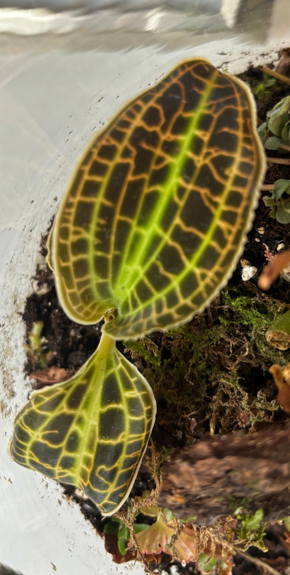 Macodes Petola (Jewel Orchid)