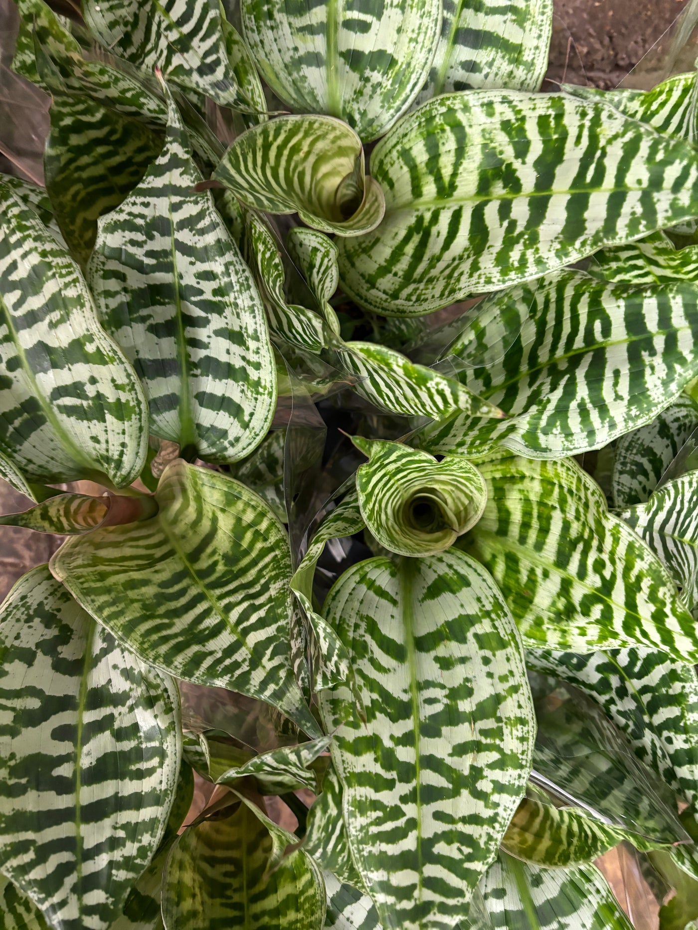 Dracaena Goldieana or Gold Dust Dracaena