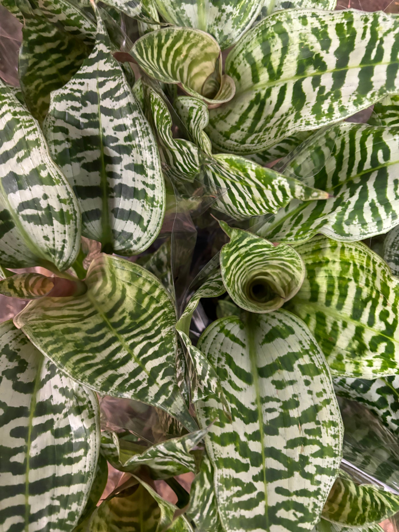 Dracaena Goldieana or Gold Dust Dracaena