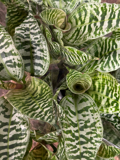 Dracaena Goldieana or Gold Dust Dracaena