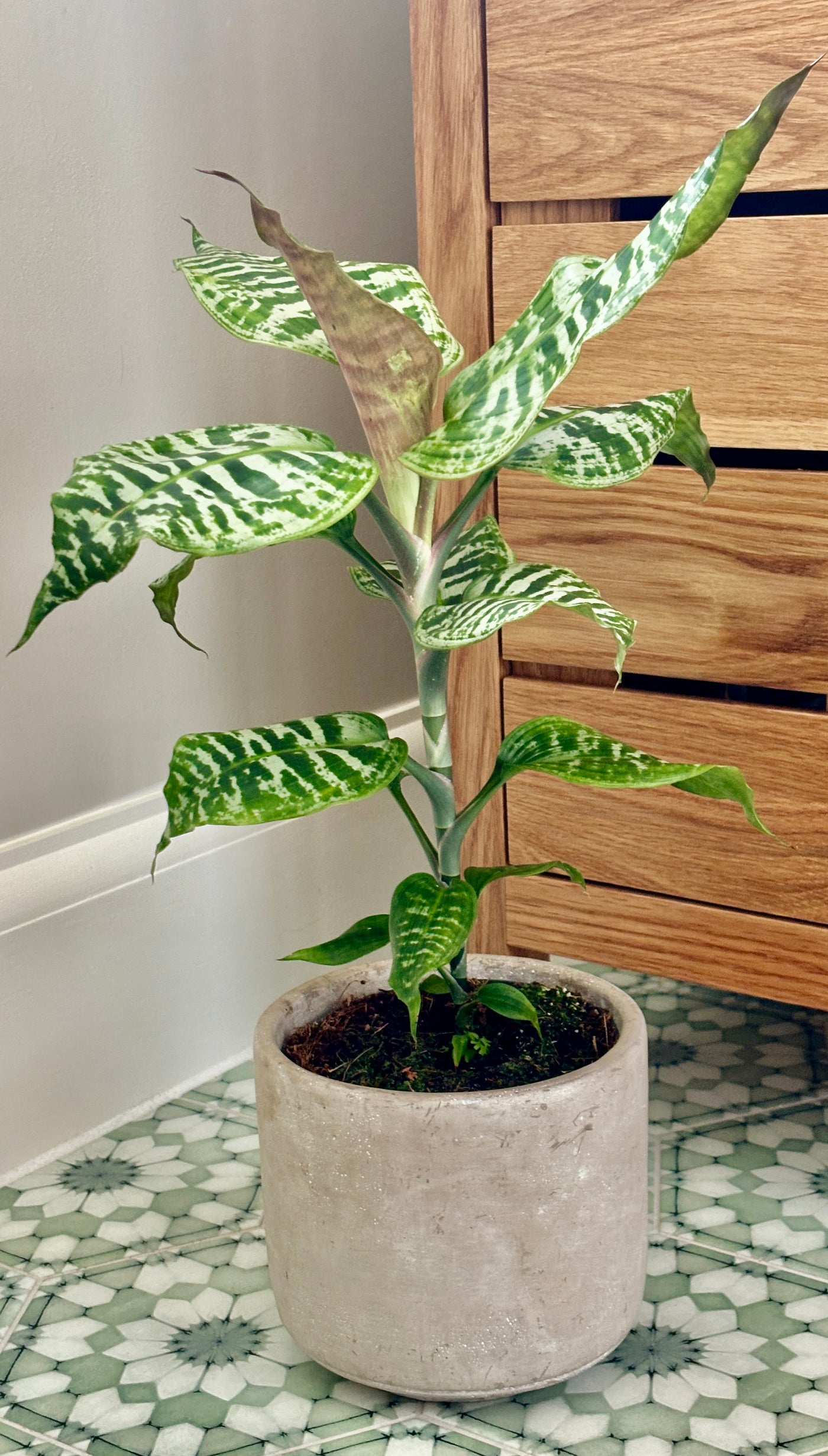 Dracaena Goldieana or Gold Dust Dracaena