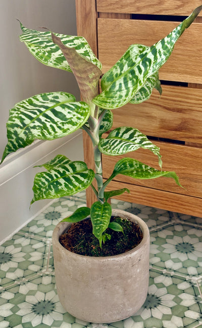 Dracaena Goldieana or Gold Dust Dracaena