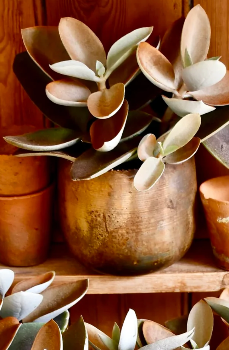 Copper Spoons | Kalanchoe Orgyalis | Rare Plant | Happy Houseplants