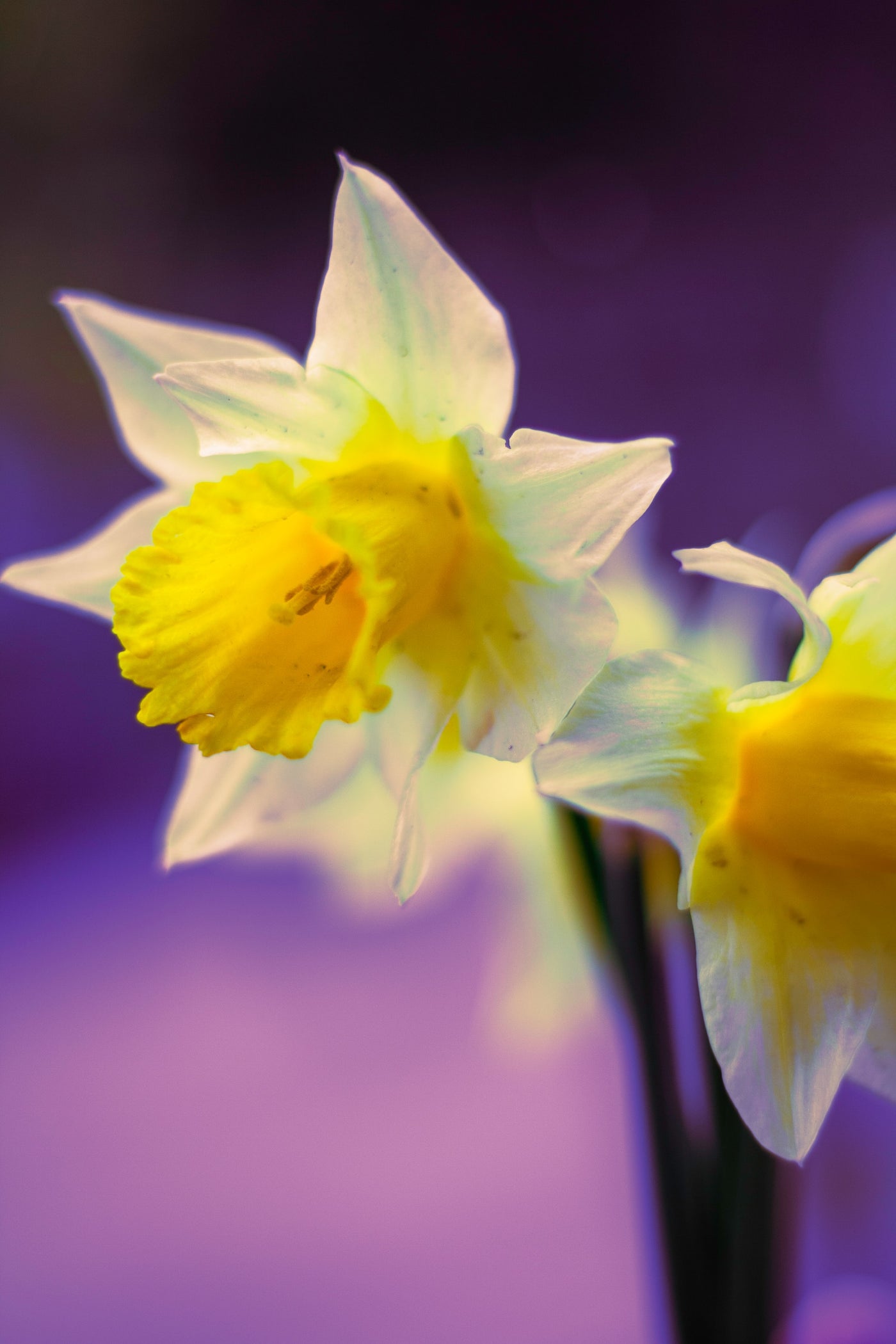 Narcissus Tete-a-Tete