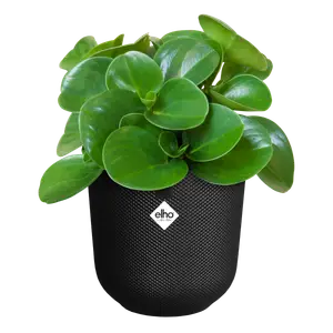 Black Jazz 14cm Round indoor plant pot