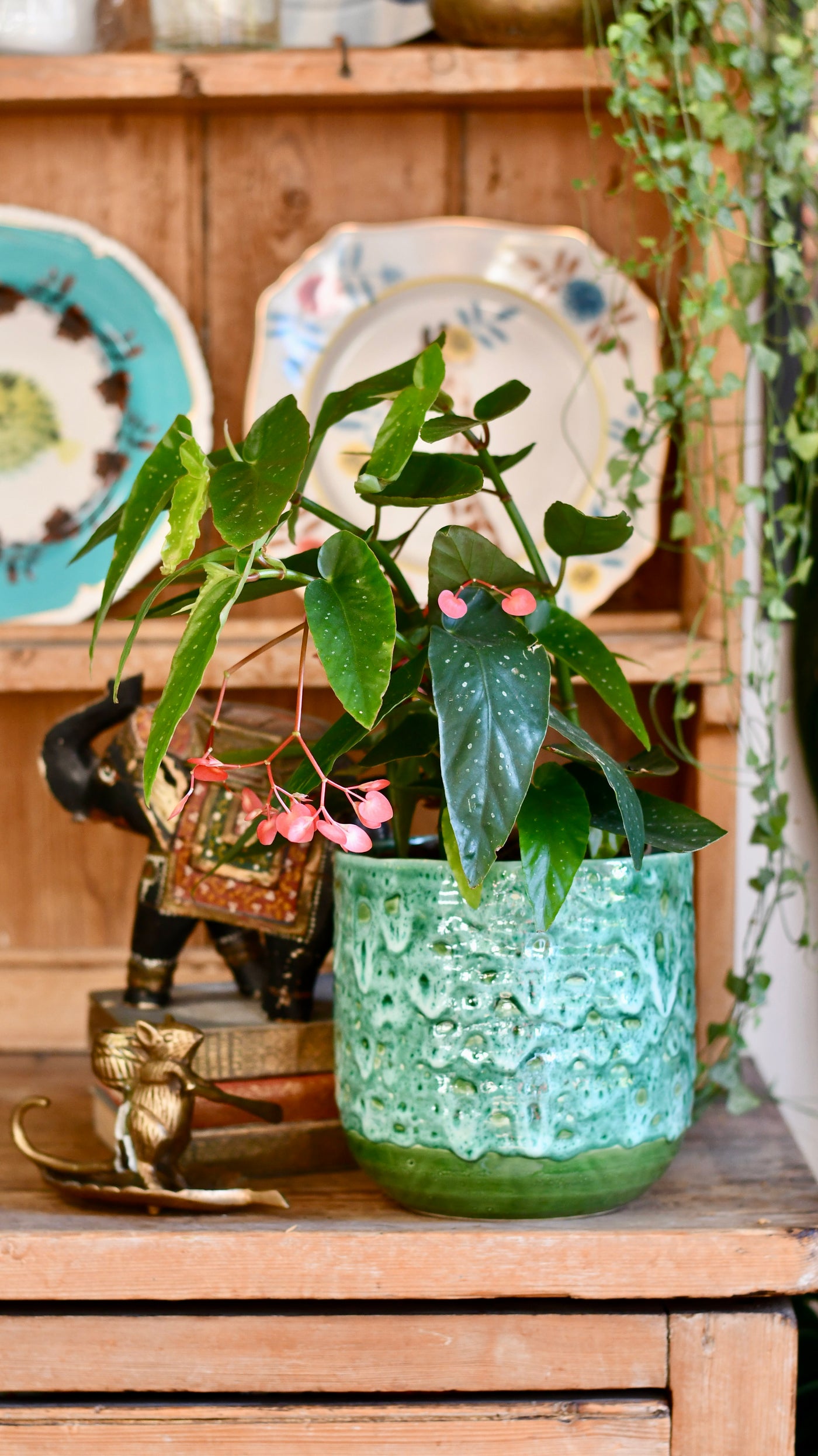 Tamaya, Begonia Maculata, Begonia Angel wings