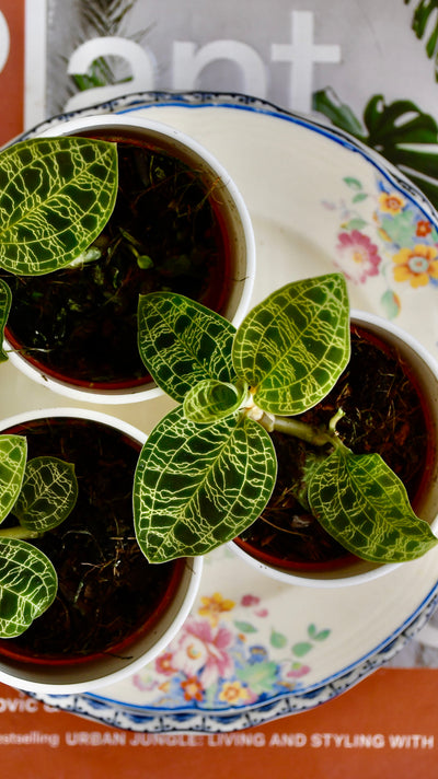 Macodes Petola (Jewel Orchid)