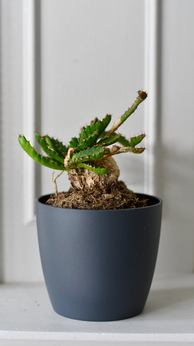 Euphorbia Stellata