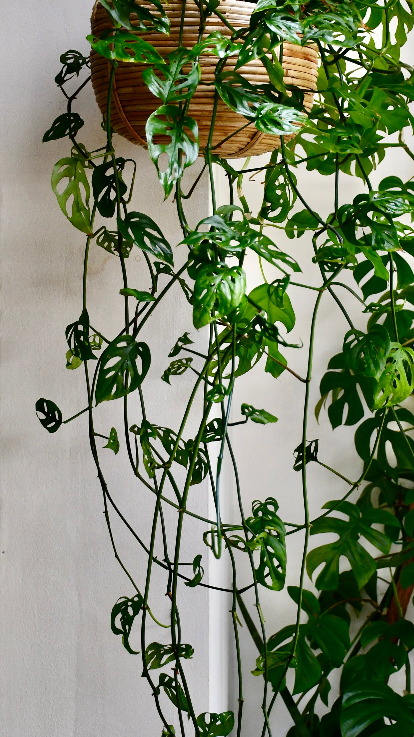 Monstera Asanosii Hanging