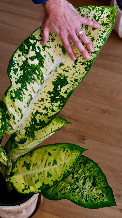 Dieffenbachia seguine 'Banana'