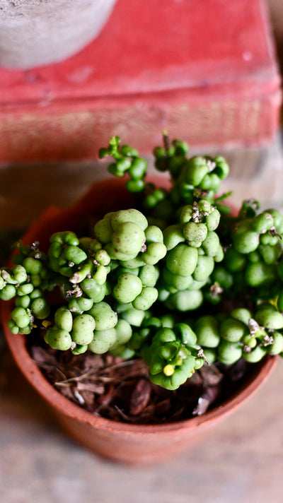 Dischidia nummularia 'Ideaminubu' or 'Pangolin Kisses'