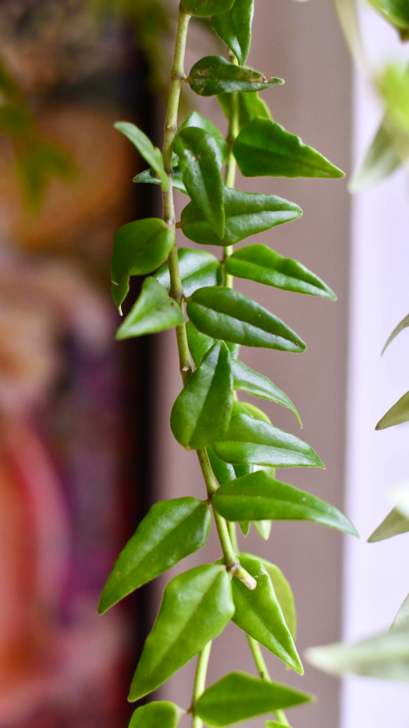 Hoya Bella (wax plants, wax vines, and wax flowers)