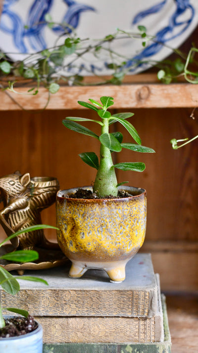 Baby Adenium Obesum -Desert Rose