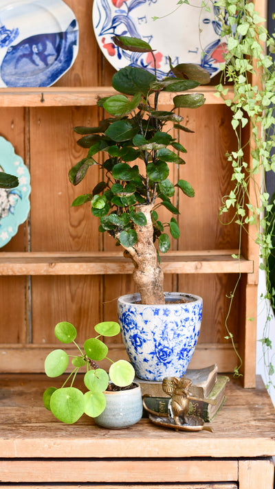 Polyscias Fabian Bonsai Tree (Aralia Fabian)