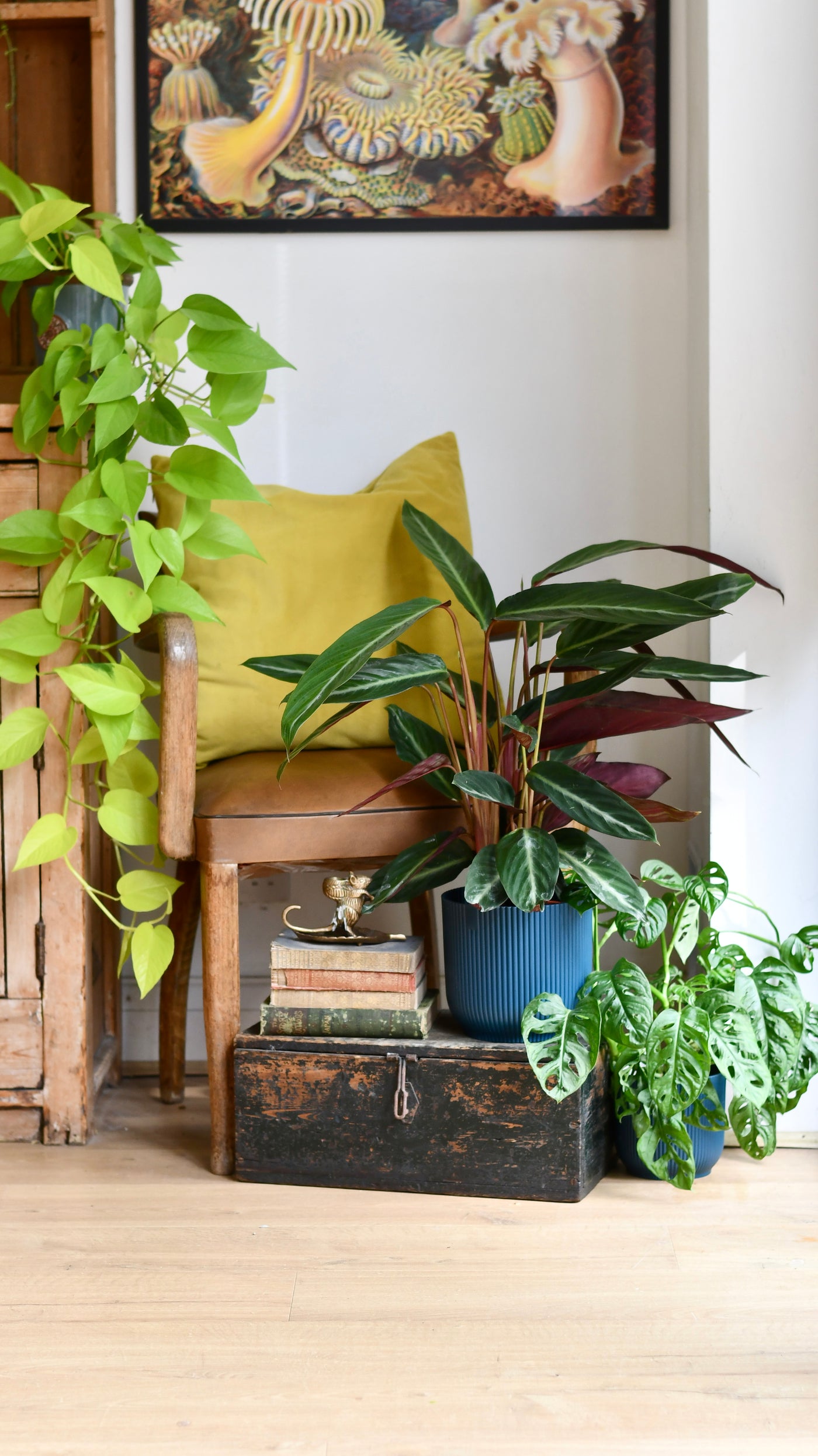 Calathea Stromanthe Stripestar - Prayer Plant