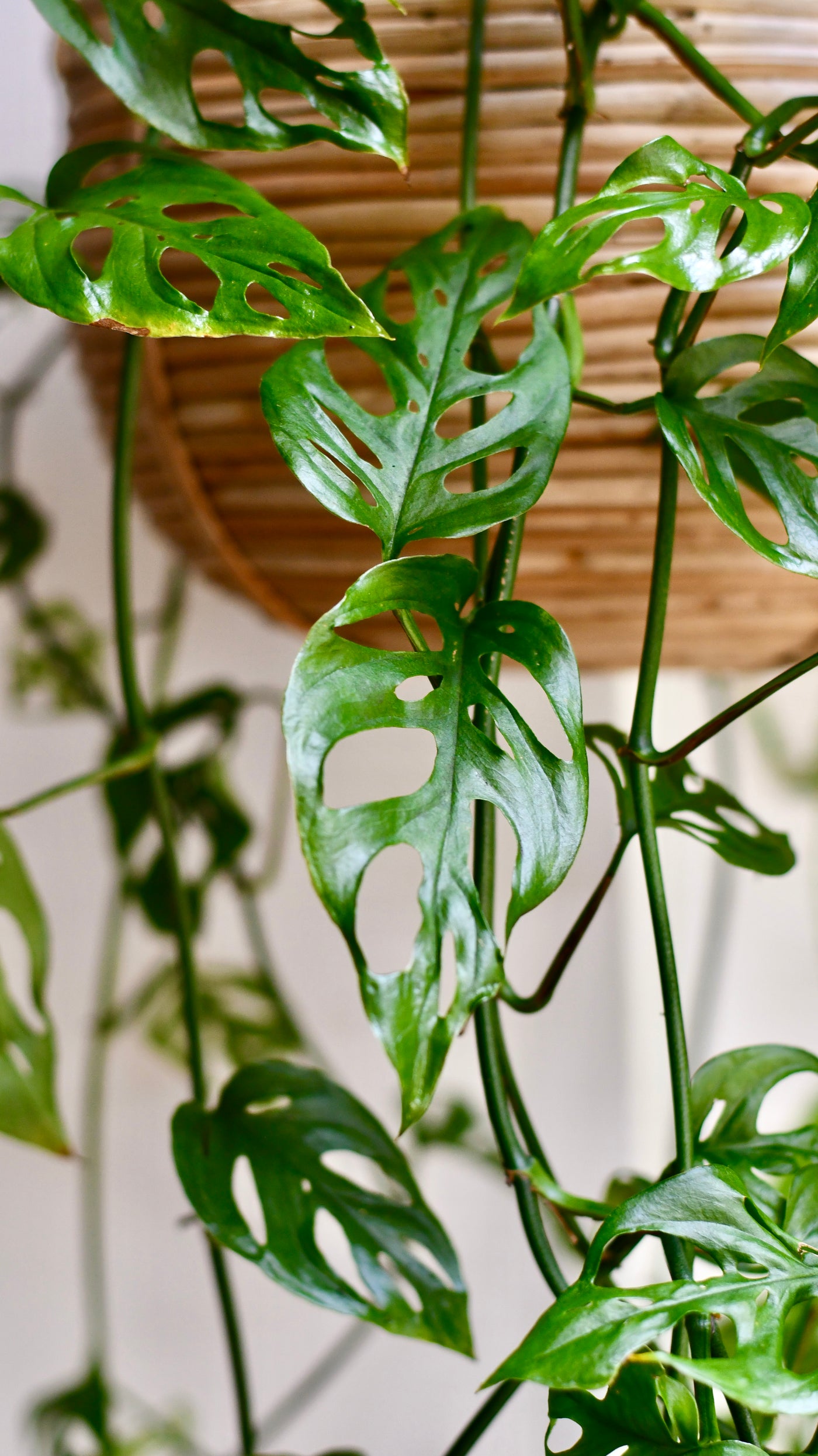 Monstera Asanosii Hanging