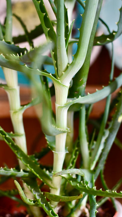 Candelabra Aloe (Octopus plant, Torch Aloe, Tree aloe)