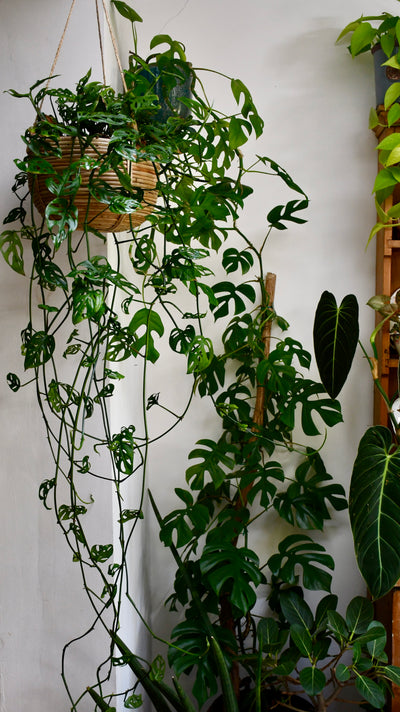 Monstera Asanosii Hanging