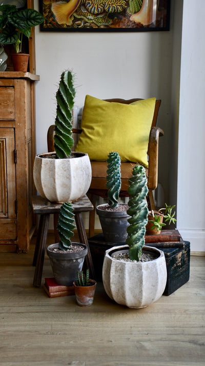 Cereus Forbesi Spiral (Spiral cactus)