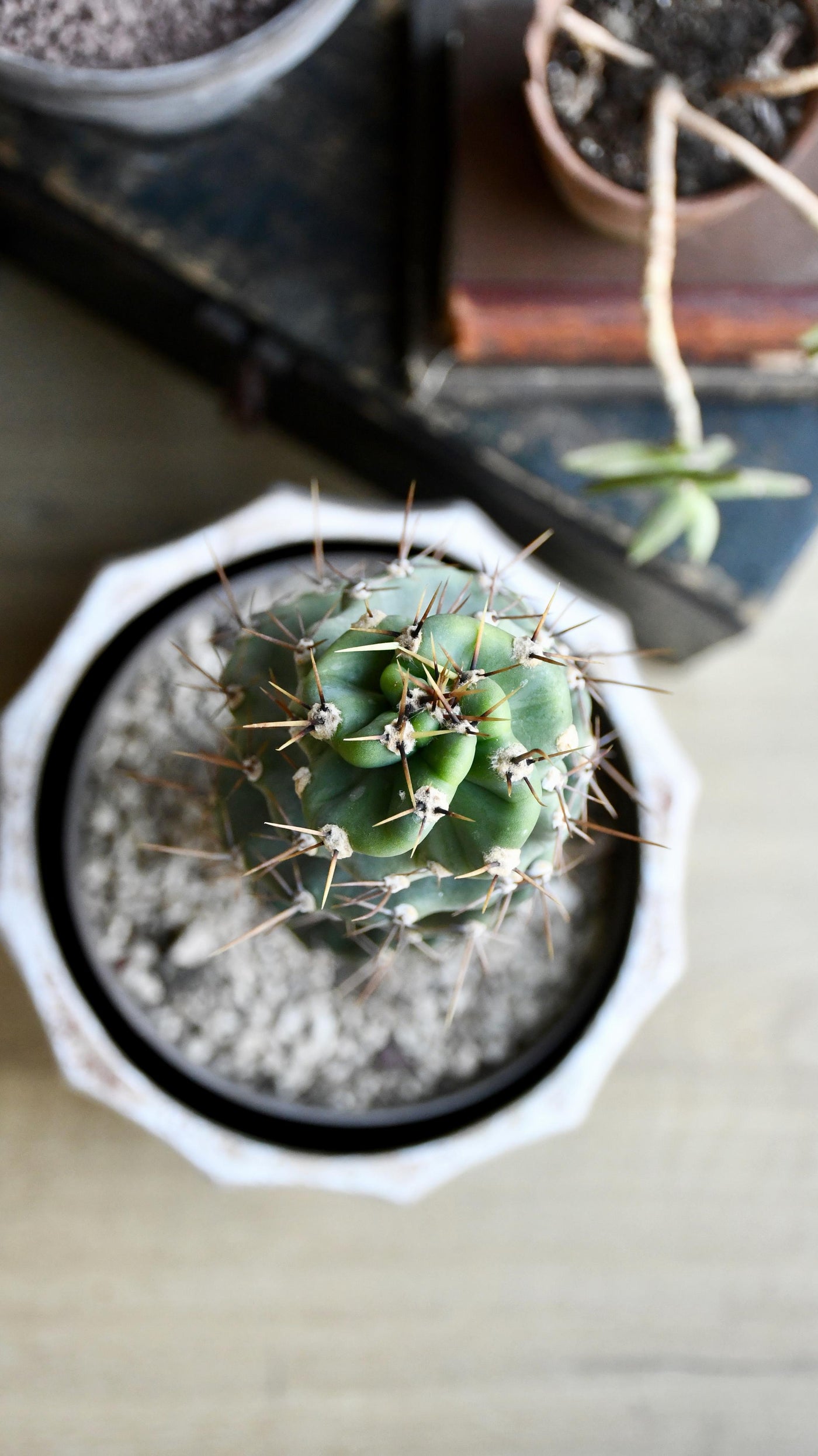 Cereus Forbesi Spiral (Spiral cactus)