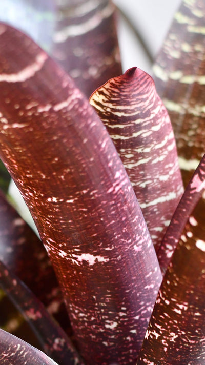 Vriesea fostering Red Chestnut