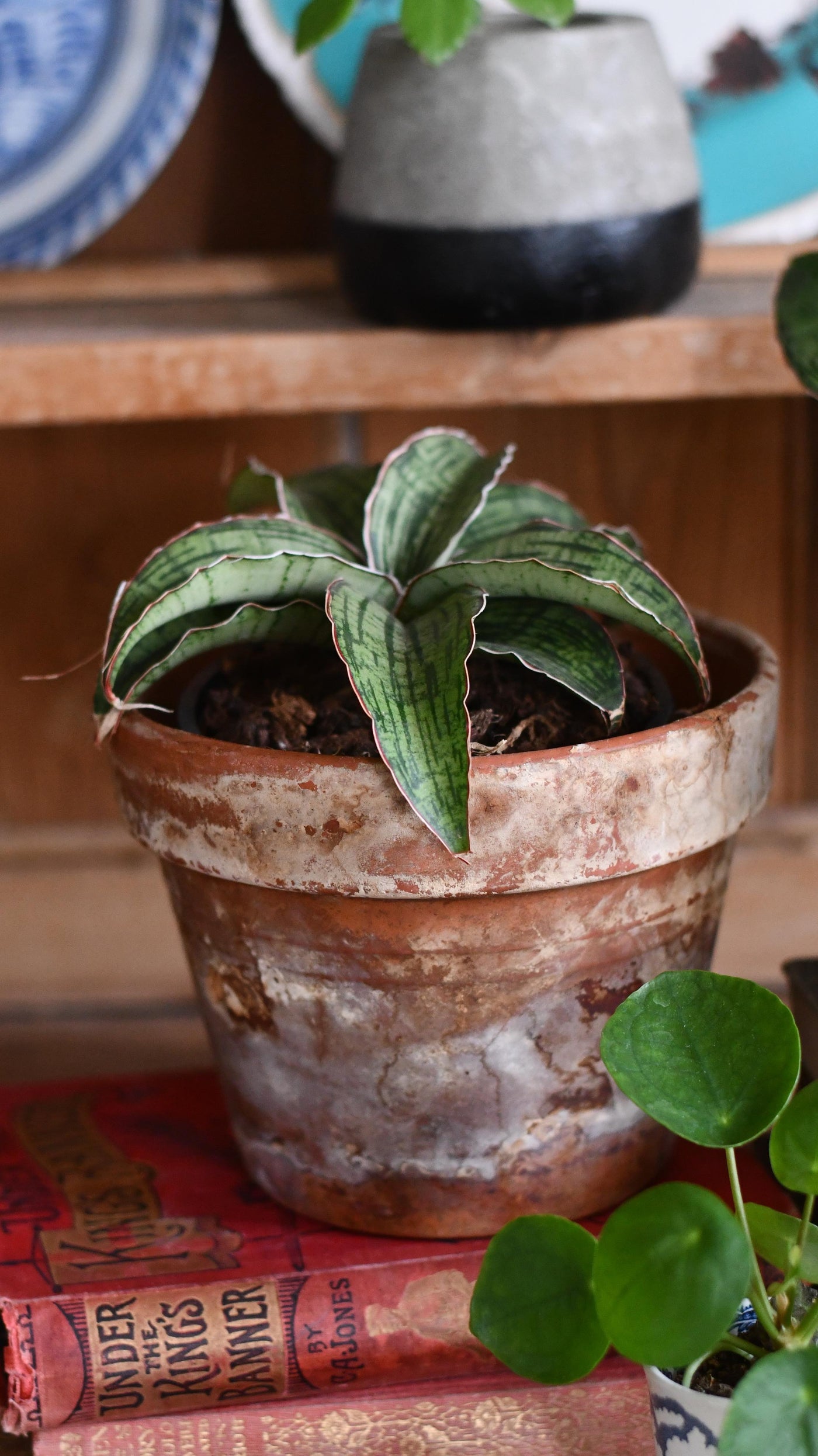 Sansevieria Star Green Granite -Silver Blue