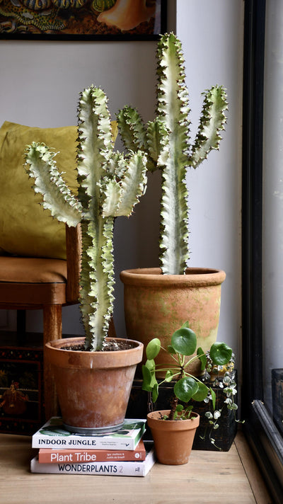 Euphorbia Erytrea Variegata