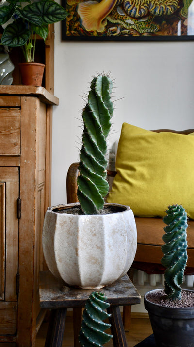 Cereus Forbesi Spiral (Spiral cactus)