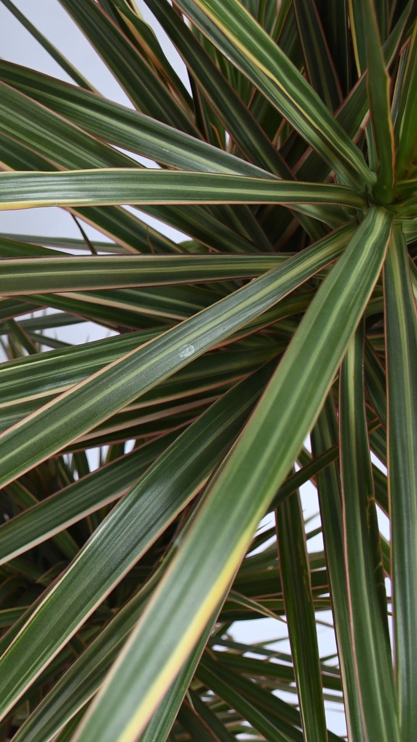 Dracaena Tricolour (Madagascar Dragon Tree)