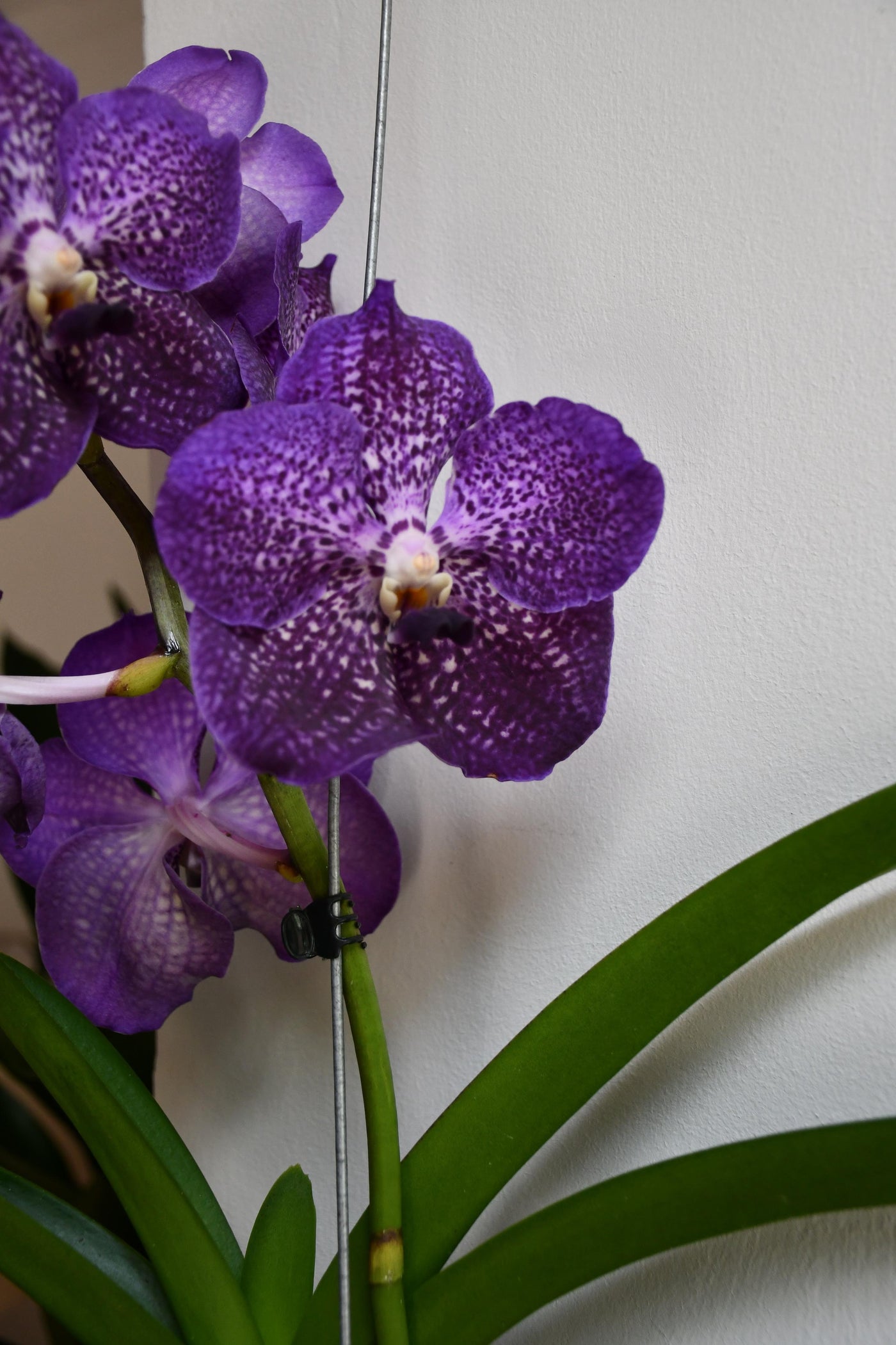 Vanda Orchid - 17cm x 70cm