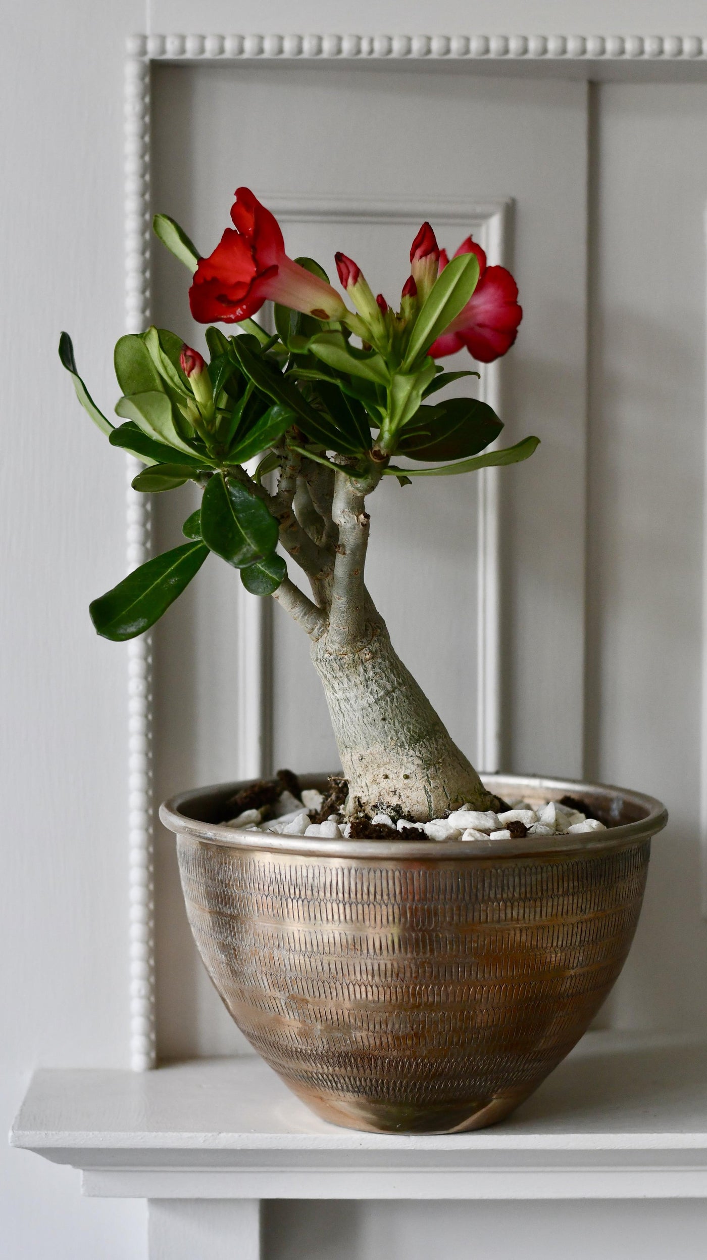 Adenium Obesum -Desert Rose 10cm x 30cm