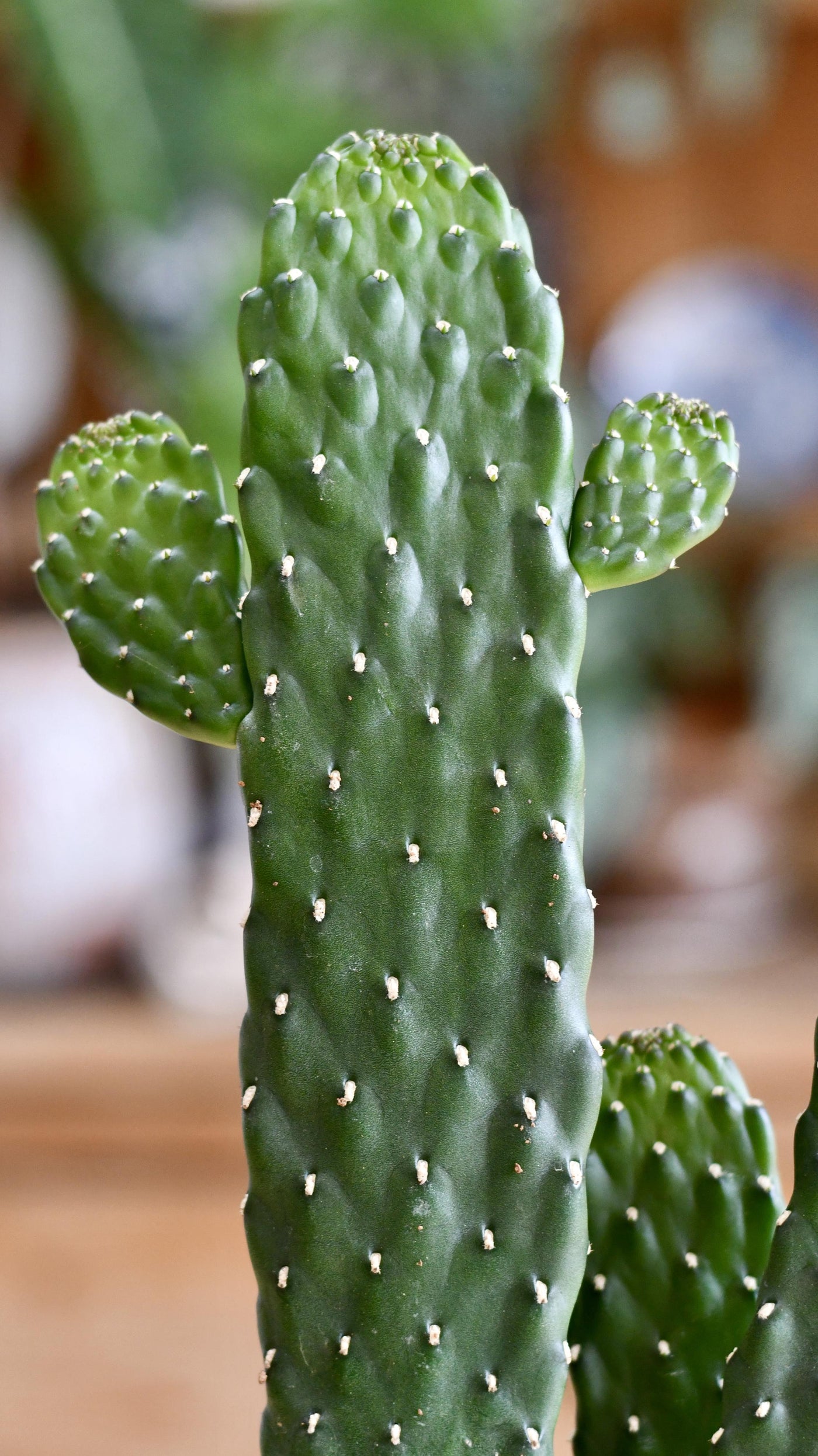 Opuntia Rubescens Console