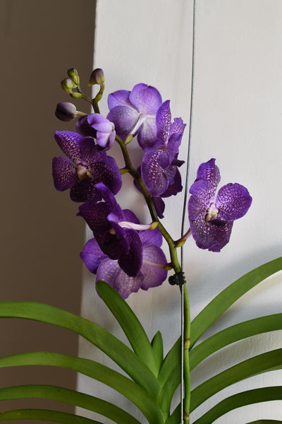 Vanda Orchid - 17cm x 70cm