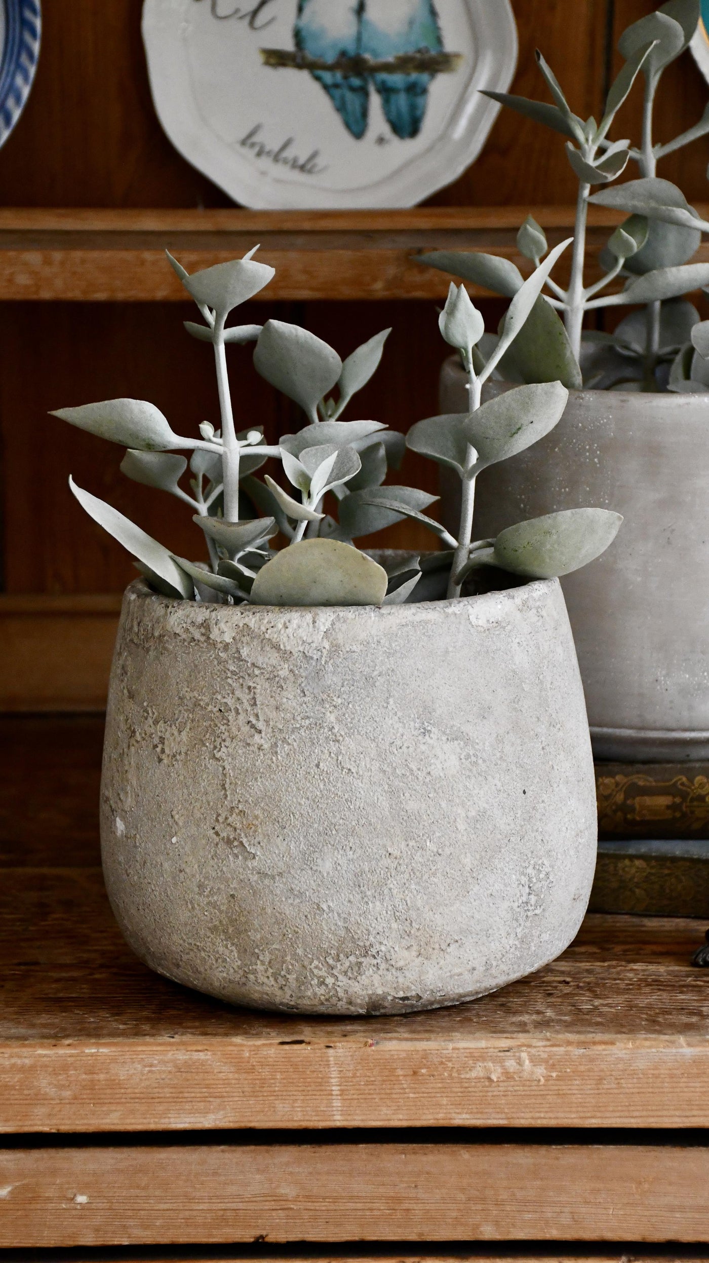 Kalanchoe Bracteata (Silver Teaspoons Plant)