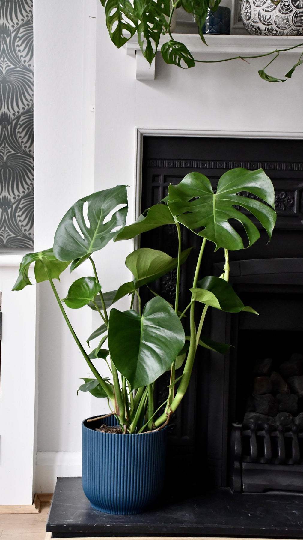 How to Grow Monstera Deliciosa (Swiss Cheese Plant) with Photos