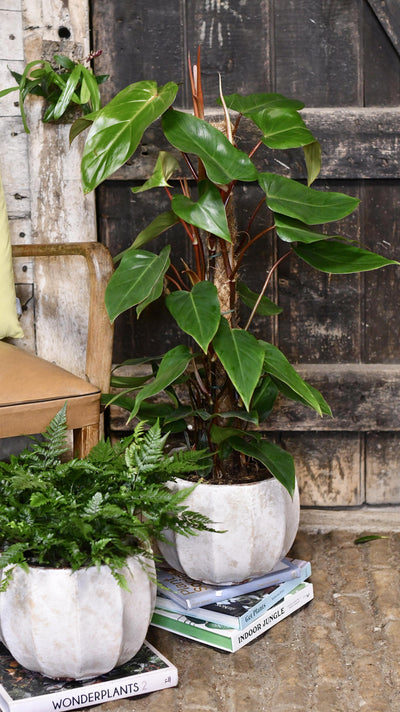 Philodendron Red Emerald