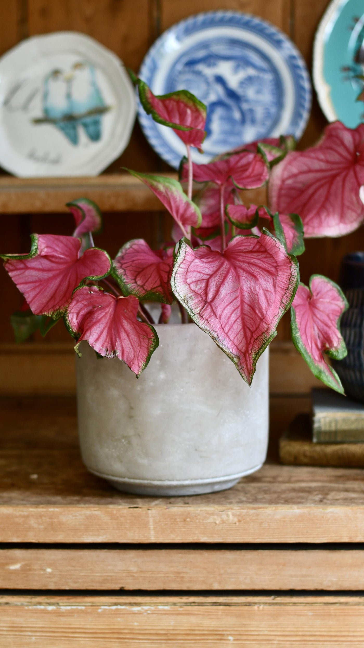 Small Caladium Sweethearts