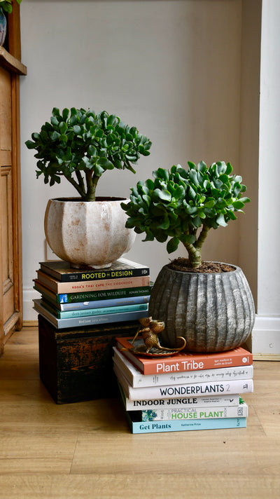 Crassula Bonsai Tree - Jade Bonsai