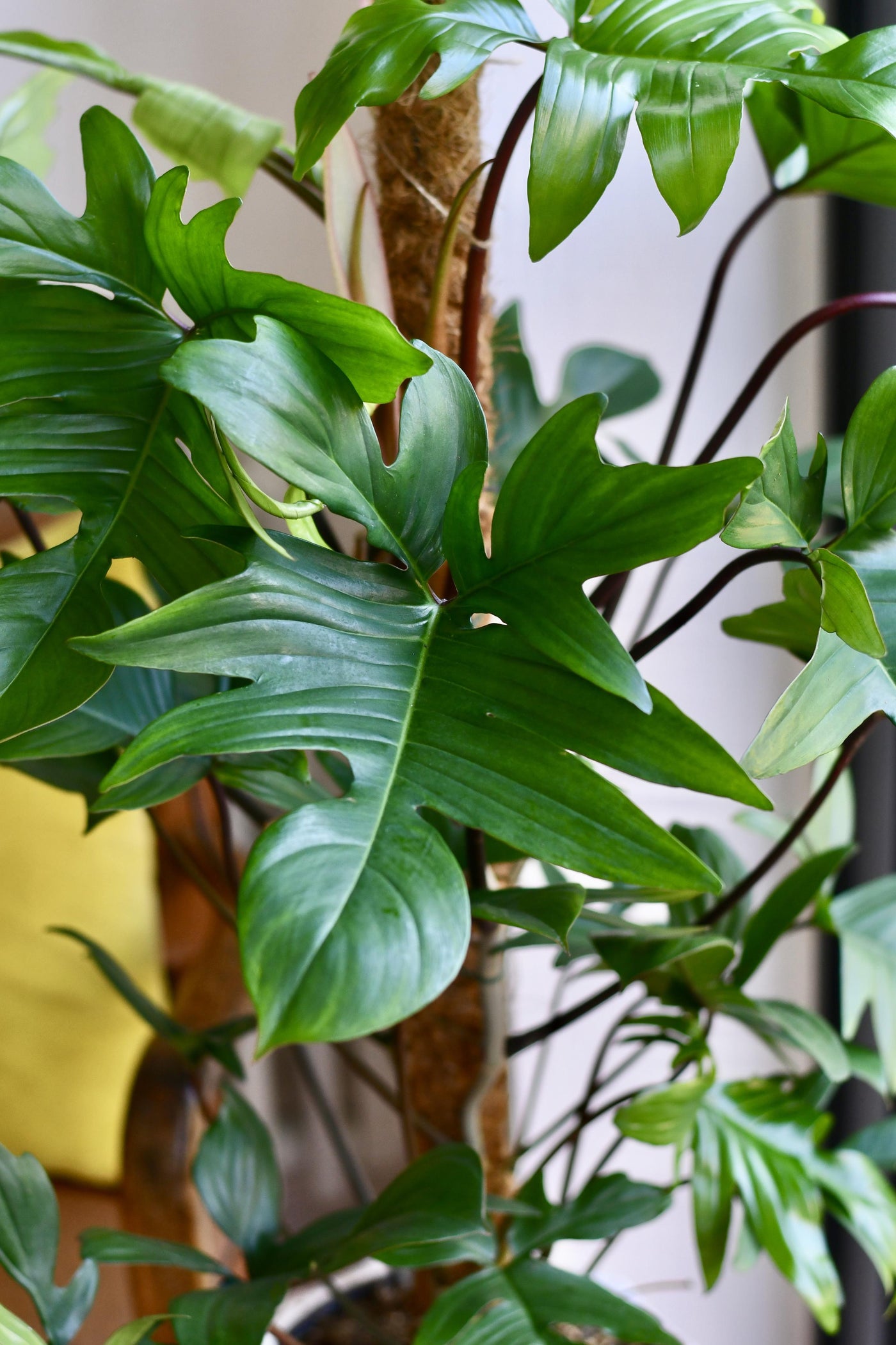 Philodendron Pedatum