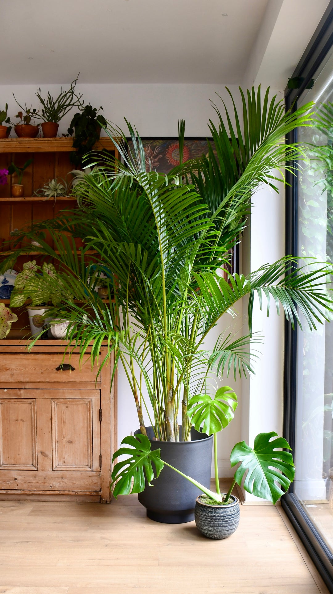 XL Dypsis Lutescen Areca Palm Happy Houseplants Happy Houseplants