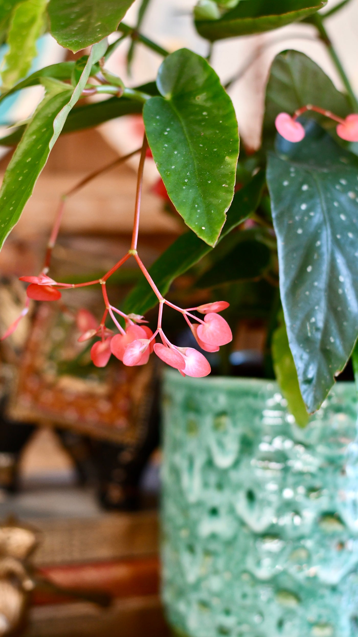 Tamaya, Begonia Maculata, Begonia Angel wings