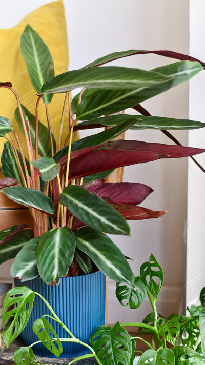 Calathea Stromanthe Stripestar - Prayer Plant