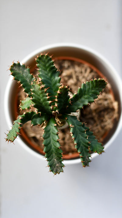 Euphorbia Stellata