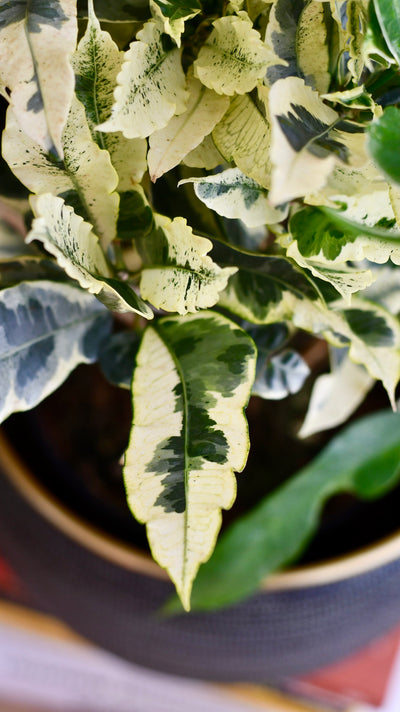 Codiaeum variegatum 'Tamara' (Croton Tamara)